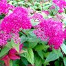Spirea